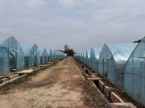 How to protect vegetable greenhouses during the rainy season?