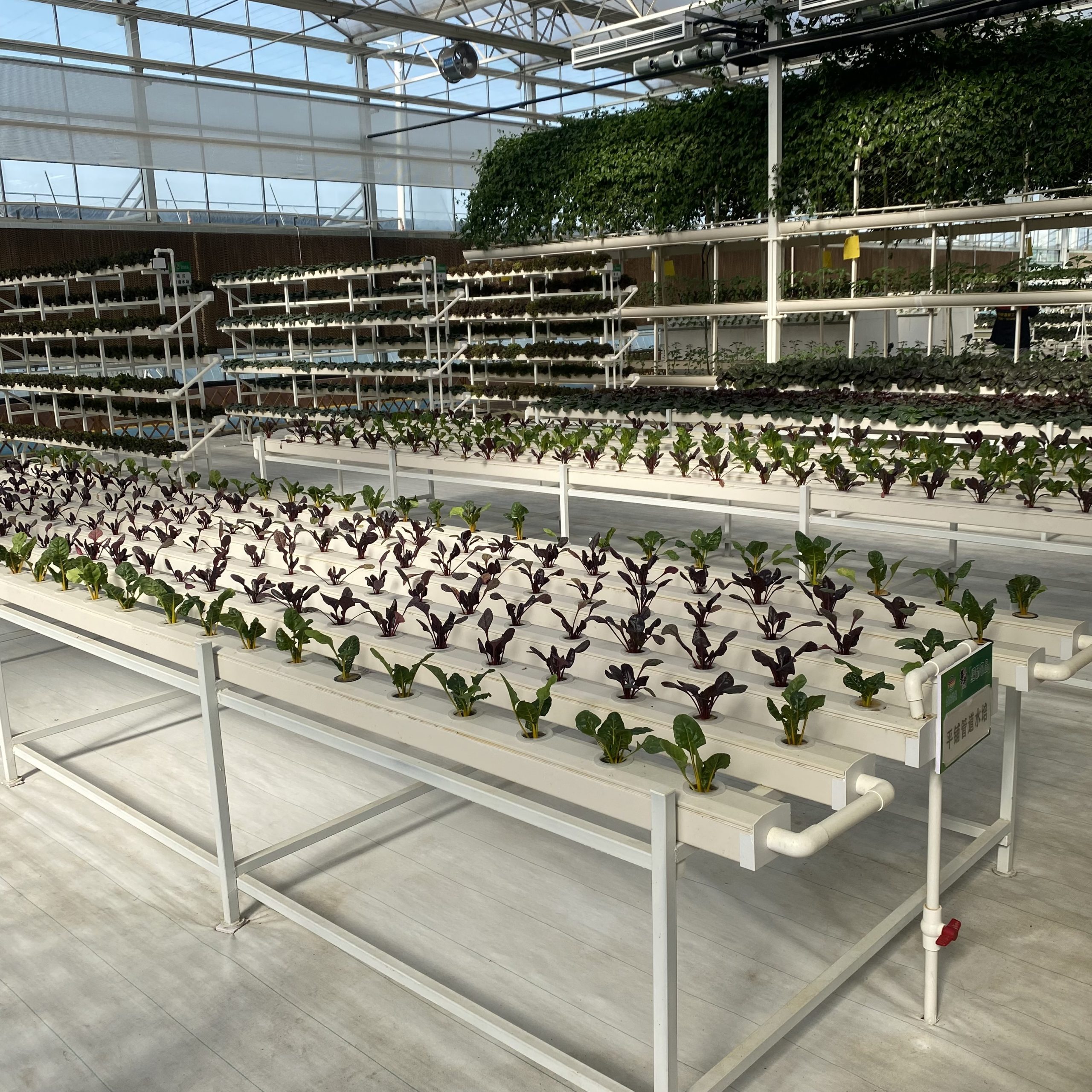 Pipeline hydroponic cultivation