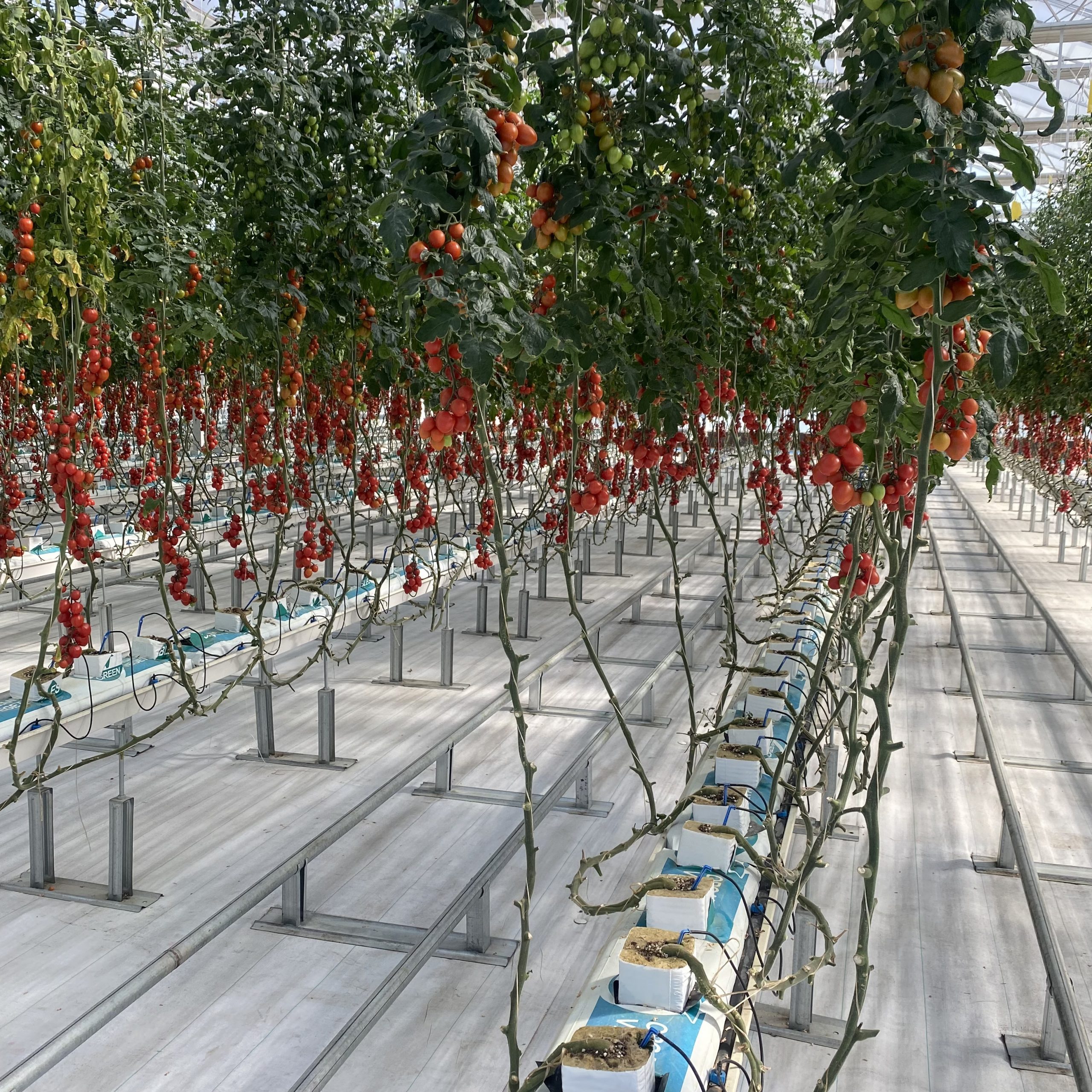 Soilless cultivation