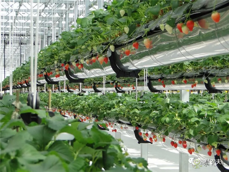 Strawberry planting rack