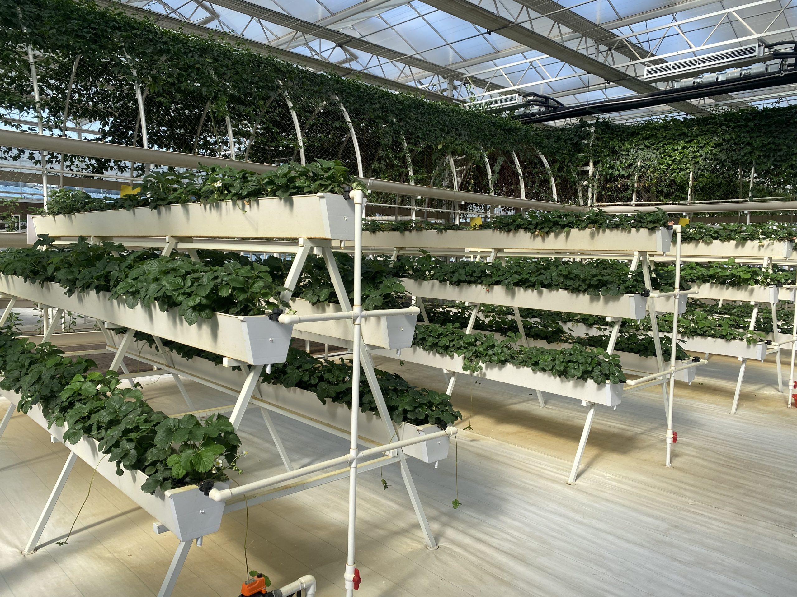 Type A planting rack mode