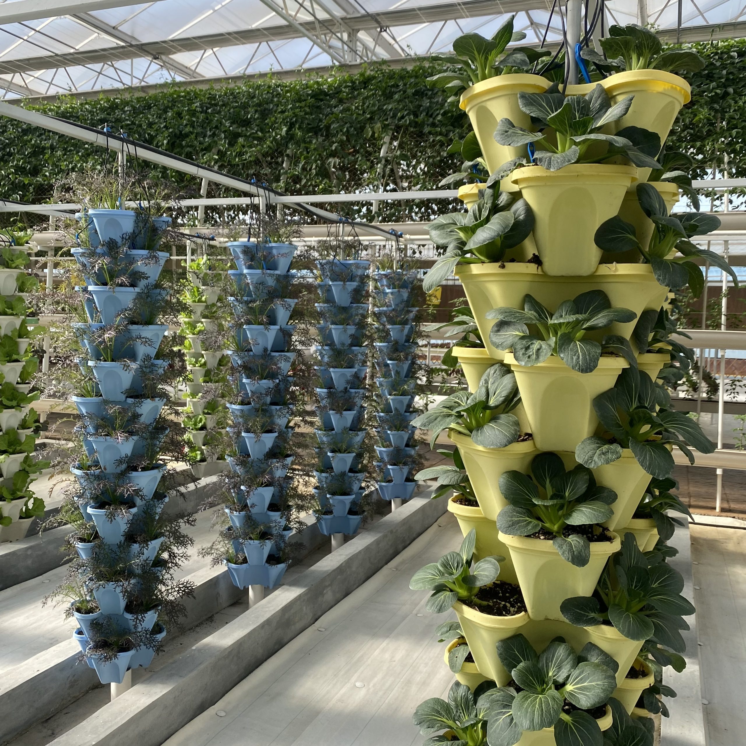 Hydroponic cultivation mode